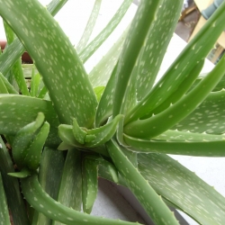 Aloe Vera Cactus