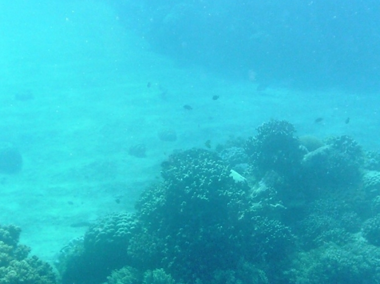 Apo Island Snorkeling