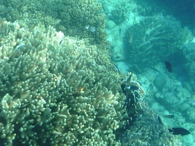 Apo Island Snorkeling