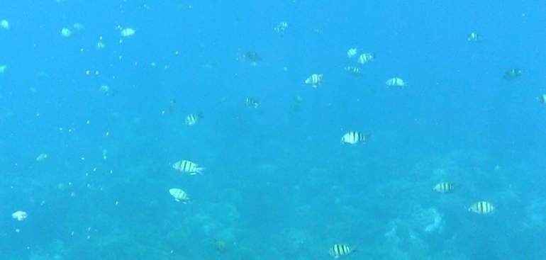 Apo Island Snorkeling