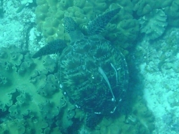 Apo Island Snorkeling