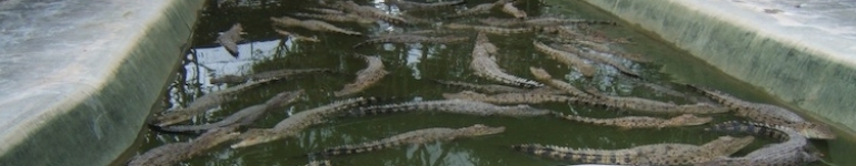 Crocodile Park Davao City