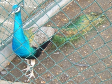 Peacock Crocodile Park Davao