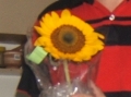 Free Sunflowers at the Triangle