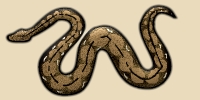 Reticulated Python (non-venomous)