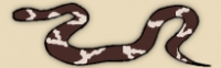 Common Wolf Snake (non-venomous)